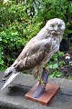 Stuffed Blue 
Kestrel - 
Cirkus Cyaneus, 
1948, Denmark.