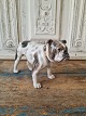 B&G figur - 
sjælden Engelsk 
Bulldog 
No. 2082, 1. 
sortering
Højde 14 cm. 
Længde 22 cm.