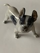 Smuk livagtig 
porcelænsfigur 
fra Royal 
Copenhagen, der 
forestiller en 
Boston Terrier. 
Figuren er ...