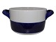 Blue Koka
Pot 15.8 cm.