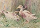John Murray Thompson (1885-1974), akvarel på papir. Ænder i landskab.Midt 1900-tallet.I ...