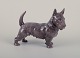 Bing og 
Grøndahl, 
porcelænsfigur 
af skotsk 
terrier.
Modelnummer 
2117.
Ca. ...