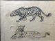 Torkil Norél 
(1922-2009):
Snigende 
leopard og 
hvilende 
leopard.
Kul/bly på 
papir.
Sign.: ...