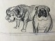 Torkil Norél 
(1922-2009):
2 Bulldogs
Kul/bly/Tusch 
på papir.
Sign.: 
usigneret
Uden ...
