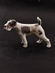 Dahl Jensen 
Ruhåret 
Foxterrier 1009 
1.sortering 
emne nr. 606140