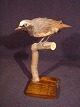 Stuffed bird
Common 
Redstart
(Phoenicurus)