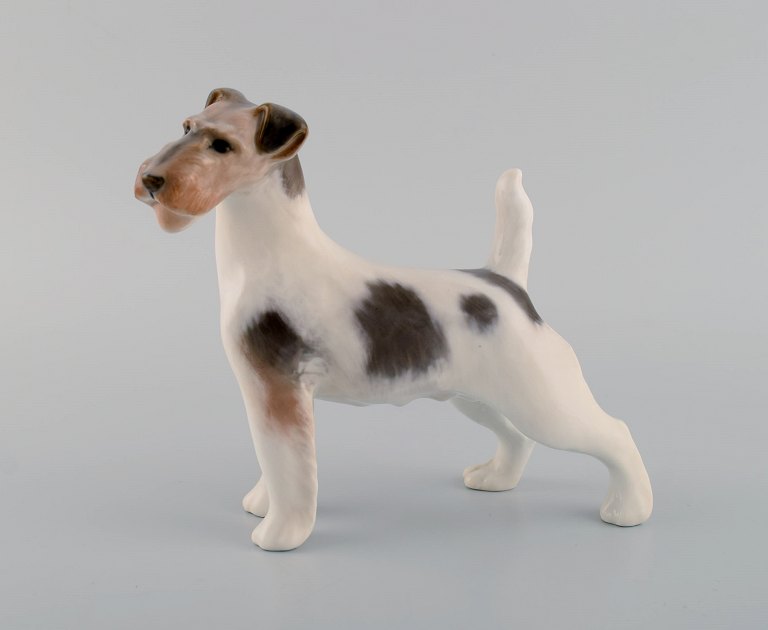 Royal Copenhagen porcelænsfigur. Ruhåret foxterrier. Modelnummer 1452/2967. 
1920