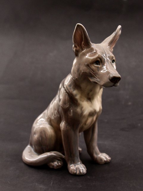 Dahl Jensen shepherd dog 1132